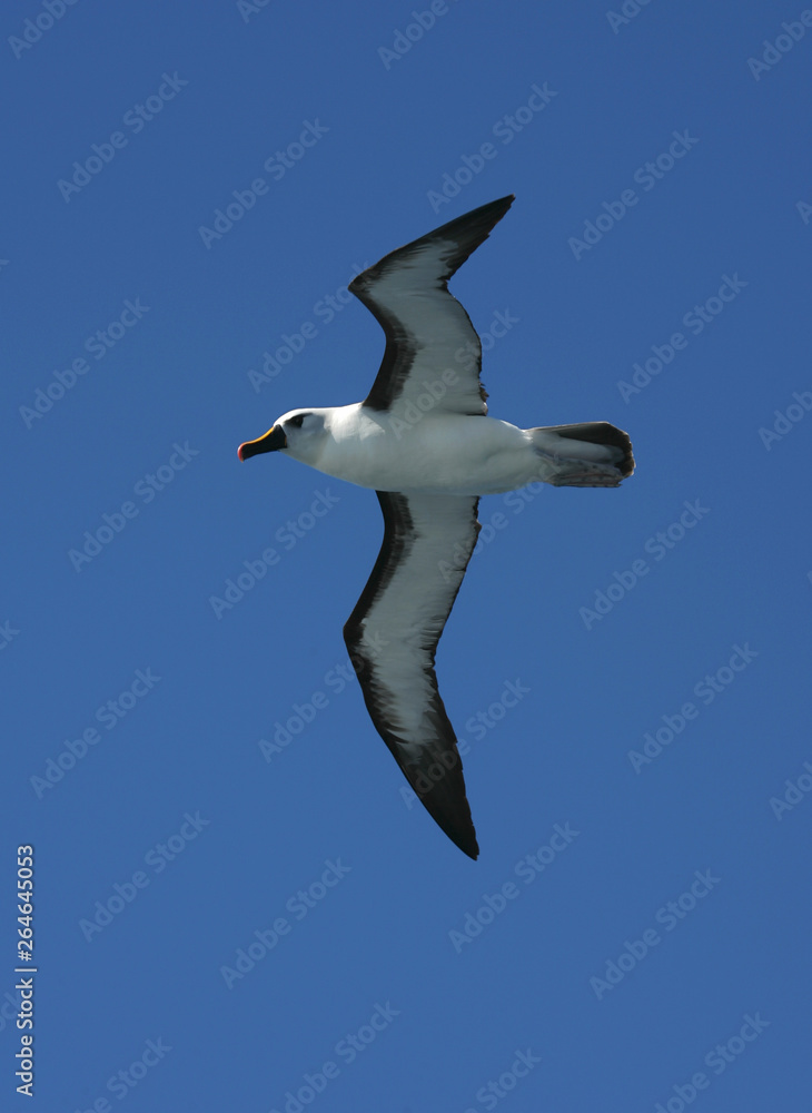 Obraz premium Atlantic Yellow-nosed Albatross (thalassarche chlororhynchos) on the Southern Atlantic Ocean. Following a vessel, flying against a blue sky.