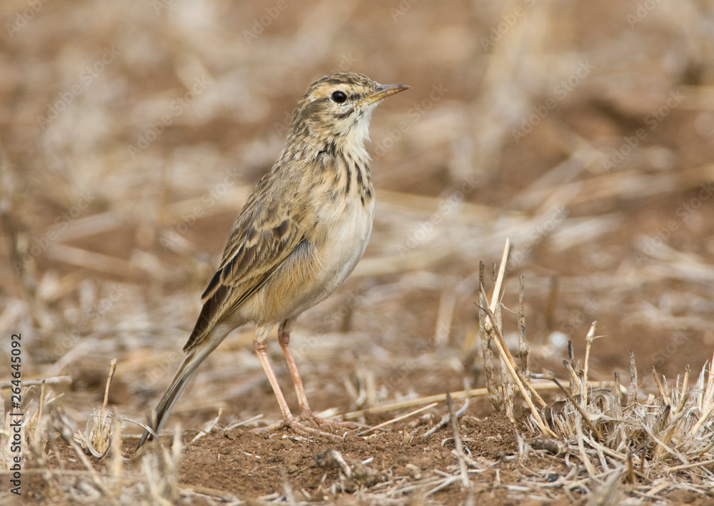 Fototapeta premium African Pipit (Anthus cinnamomeus) standing on the ground during the dry season in the Kruger National Park in South Africa.