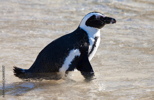Jackass Penguin (Spheniscus demersus) on Boulder?s beach in Simon?s town in South Africa. Standing in shallow water.