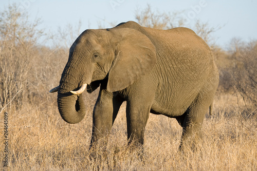 African Elephant (Loxodonta africana) in the Kruger national park, South Africa. © AGAMI