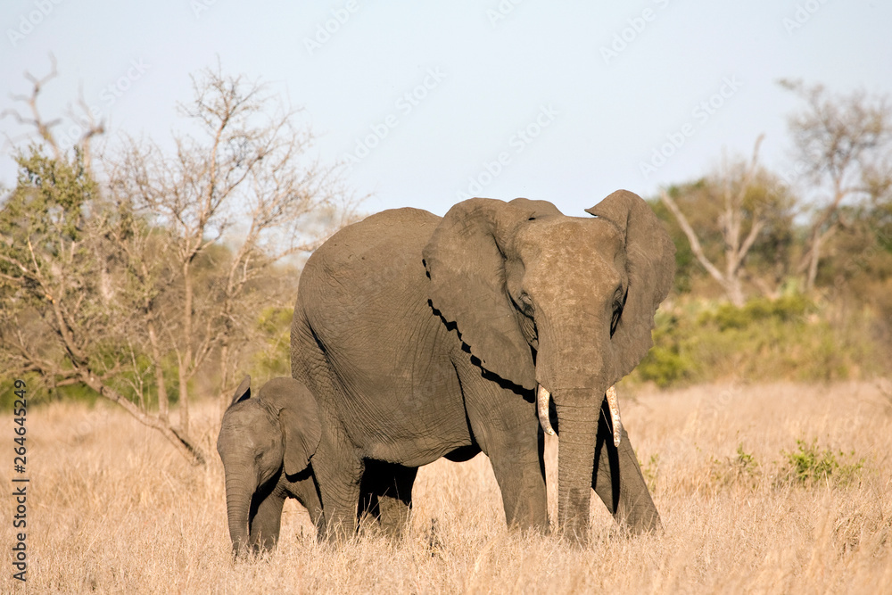 African Elephant (Loxodonta africana) cow and her young calf in the Kruger national park, South Africa.