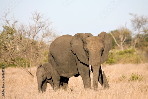 African Elephant (Loxodonta africana) cow and her young calf in the Kruger national park, South Africa.