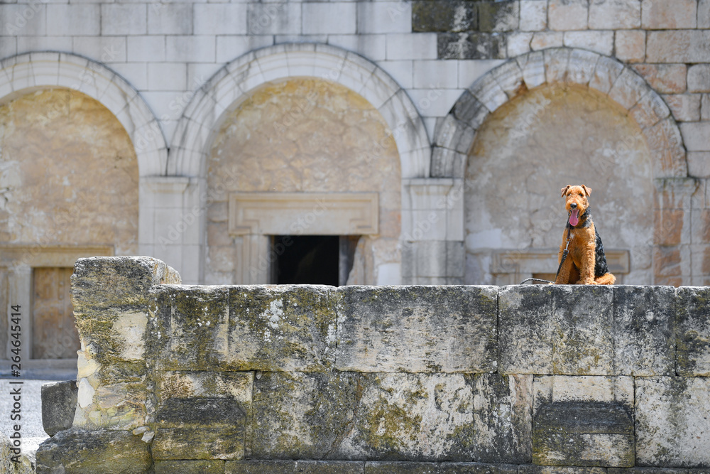 Φωτογραφία Airedale Terrier dog on the excavations of the ancient city