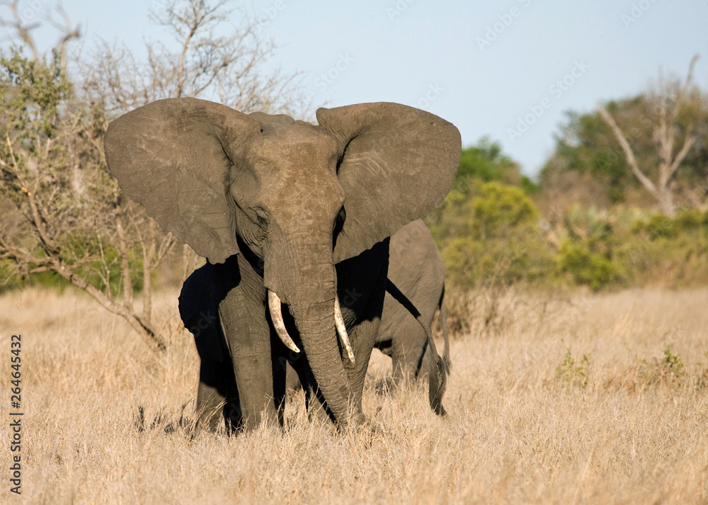 African Elephant (Loxodonta africana) cow and her young calf in the Kruger national park, South Africa.