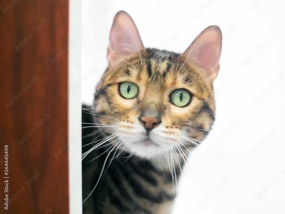A Bengal breed cat with bright green eyes peeking around a doorway