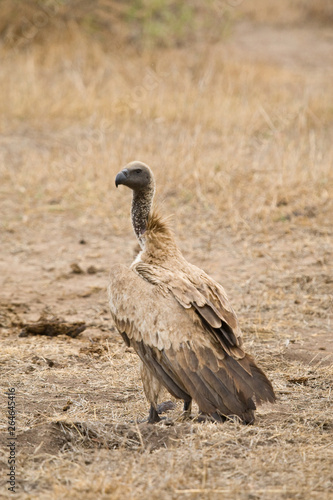 Critically Endangered African White-backed Vulture  Gyps africanus  in Kruger National Park in South Africa. Standing on the ground.