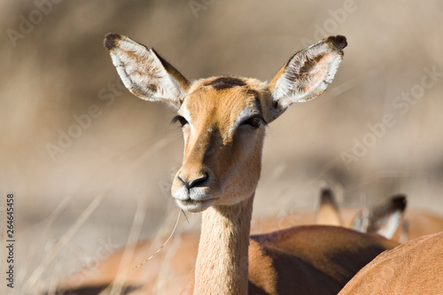 Closeup of an Impala in Kruger National Park in South Africa