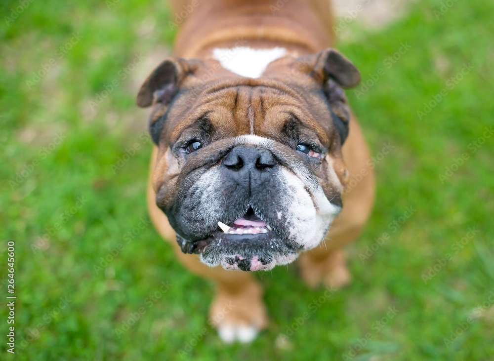 A happy brown and white English Bulldog looking up at the camera