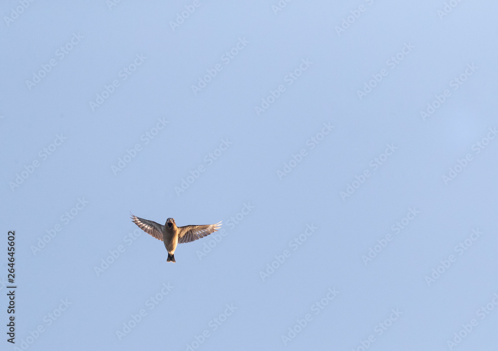 Hawfinch (Coccothraustes coccothraustes) migrating along the Bulgarian coast during autumn. Hawfinch (Coccothraustes coccothraustes) migrating along the Bulgarian coast during autumn.