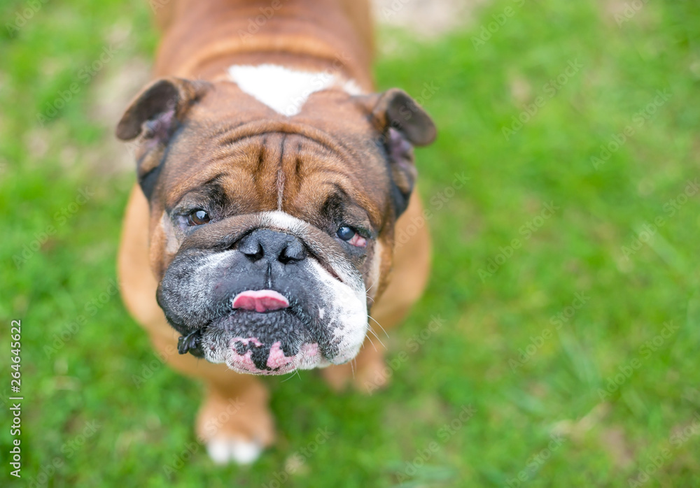 A brown and white English Bulldog licking its lips