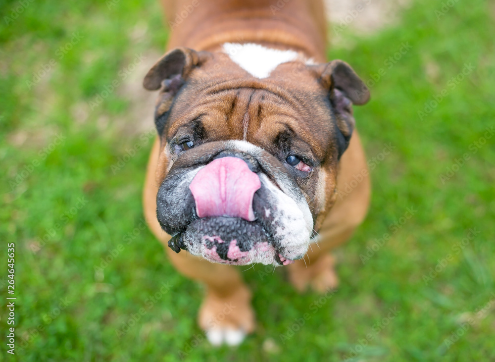 A brown and white English Bulldog licking its lips