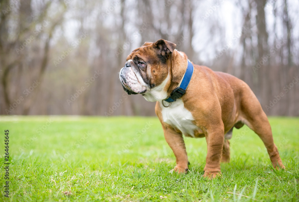 A brown and white English Bulldog standing outdoors