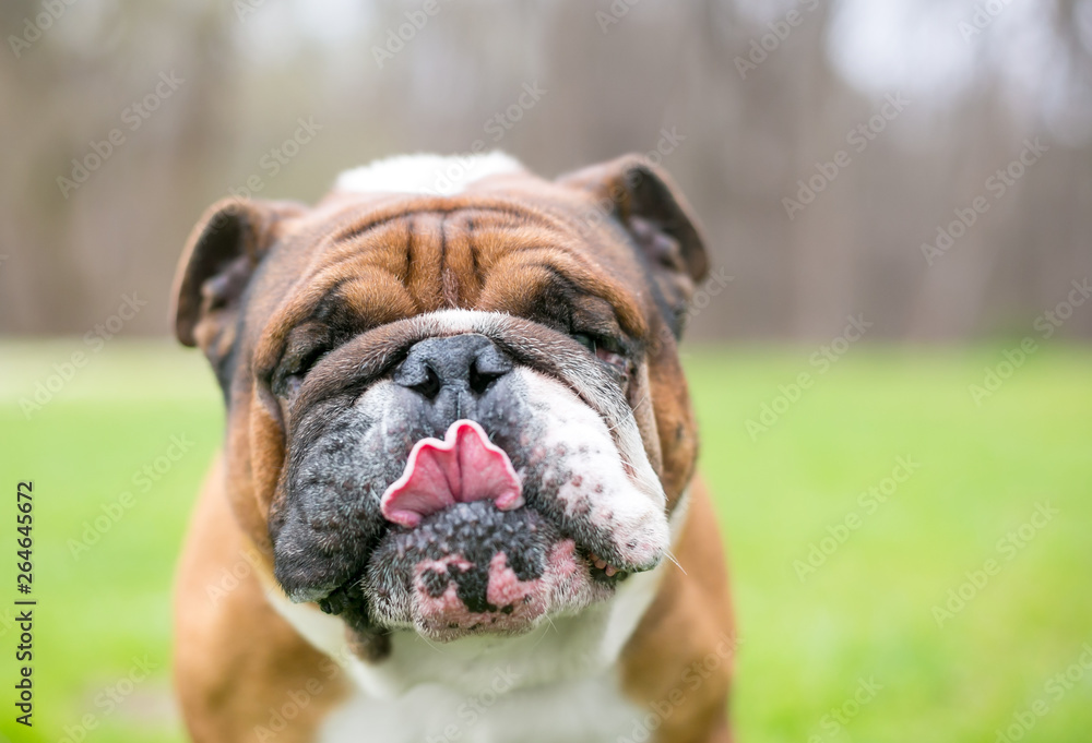 A brown and white English Bulldog licking its lips A brown and white English Bulldog licking its lips