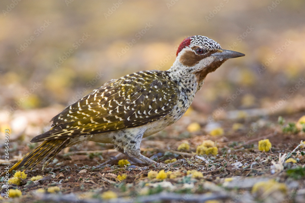 Obraz premium Bennett's Woodpecker (Campethera bennettii) foraging on the ground in a camp site in Kruger national park in South Africa.