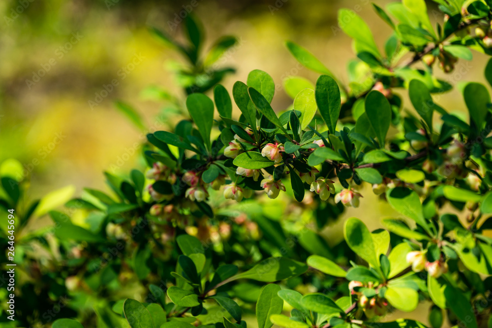 Blooming of barberry. Beautiful light small flowers of Berberis thunbergii 'Erecta' on branches with green leaves against beautiful bokeh. Selective focus