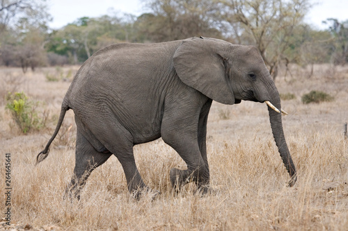 African Elephant  Loxodonta africana  in the Kruger national park  South Africa.