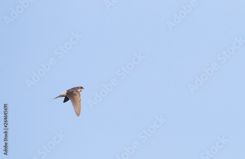 First-winter Common House Martin (Delichon urbicum) during autumn migration on the Black sea coast of Bulgaria. Seen from the side, showing upper wing.