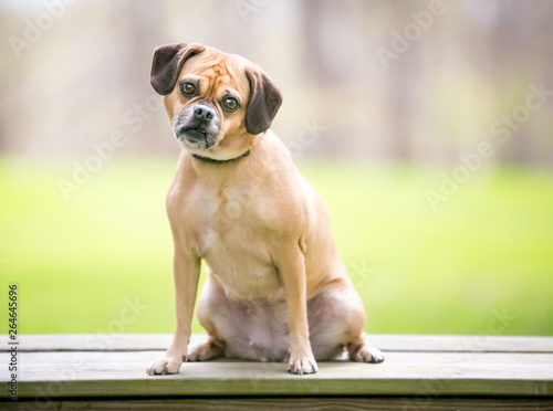 A Pug / Beagle (