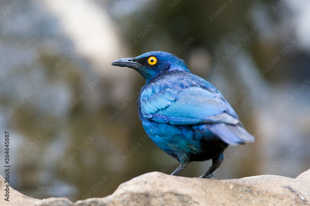 Greater Blue-eared Starling (Lamprotornis chalybaeus) in Kruger National park in South Africa. Seen from the back.