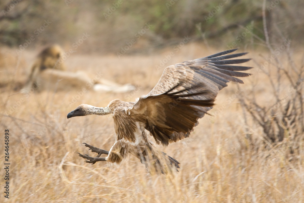 Obraz premium Critically Endangered African White-backed Vulture (Gyps africanus) in Kruger National Park in South Africa. Landing will male Lion in the background.
