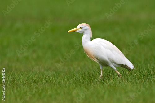 Cattle Egret (Bubulcus ibis) in the Gambia against a green natural background.