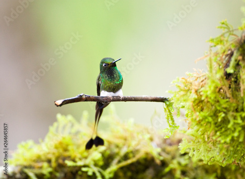 Booted Racket-tail (Ocreatus underwoodii) perched on a twig near Mindo in Ecuador. photo