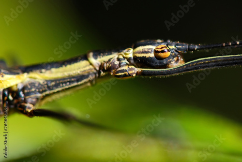 Stick insect (Paraphasma marginale) on a leaf photographed in Guarapari, Espi­rito Santo - Southeast of Brazil. Atlantic Forest Biome. 