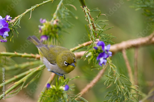 Cape White-eye (Zosterops pallidus) foraging in a garden along the South African coast. photo