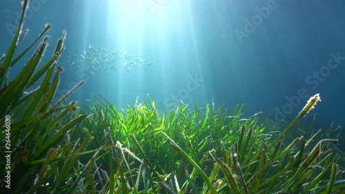 Seagrass underwater with natural sunlight and fish in background, Mediterranean sea, France