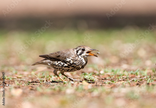 Groundscraper Thrush (Psophocichla litsitsirupa) standing on the ground in a safari camp in Kruger National Park in South Africa.