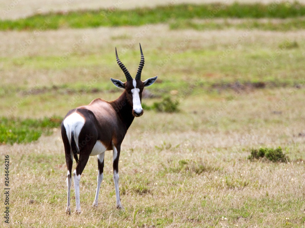 Bontebok (Damaliscus pygargus) in game park in South Africa. Looking over its shoulder Bontebok (Damaliscus pygargus) in game park in South Africa. Looking over its shoulder