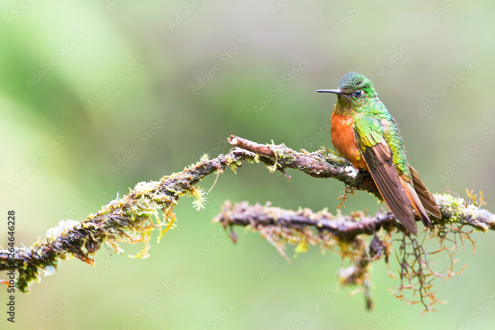 Chestnut-breasted Coronet (Boissonneaua matthewsii) perched on a twig in the Andean cloudforest of Ecuador. Chestnut-breasted Coronet (Boissonneaua matthewsii) perched on a twig in the Andean cloudforest of Ecuador.