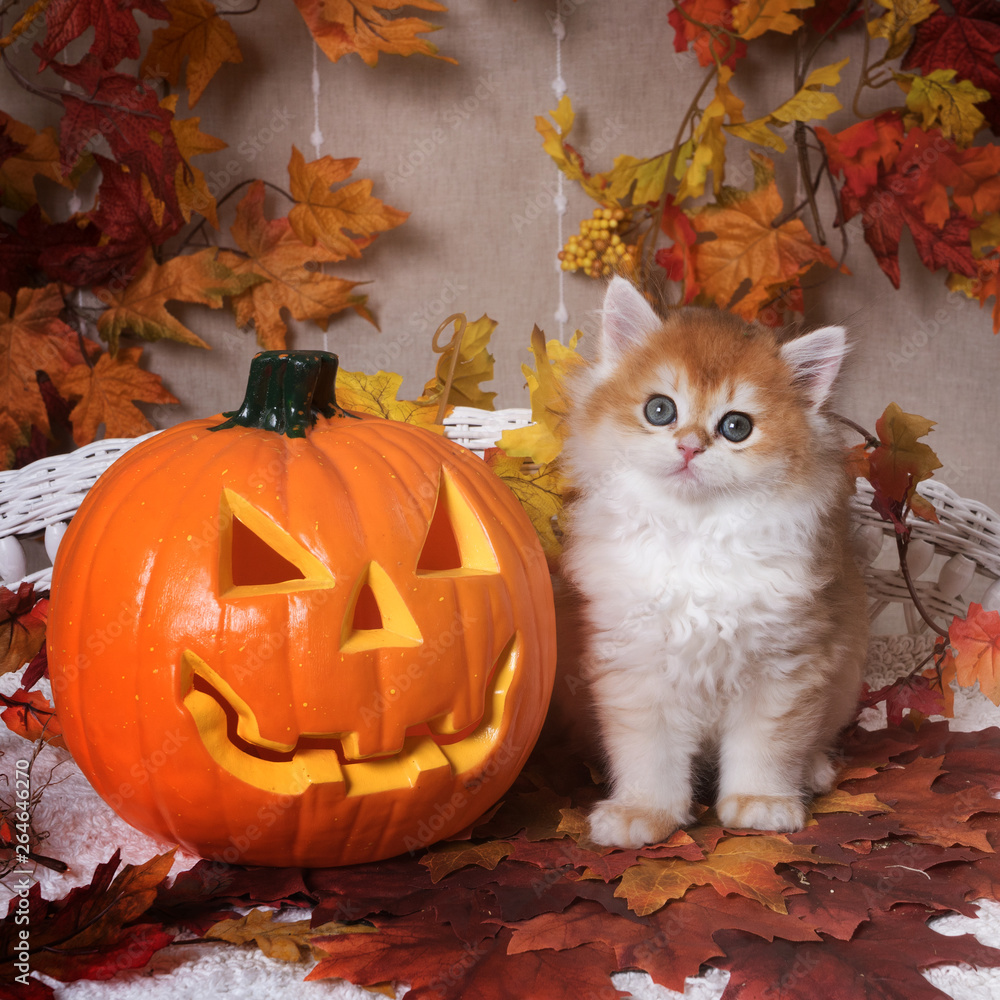 Φωτογραφία The kitten  breed British shorthair, Golden Chinchilla color,  sits next to an orange pumpkin on a background of autumn leaves