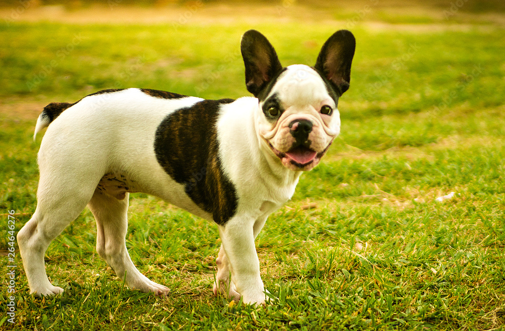 french bulldog on grass