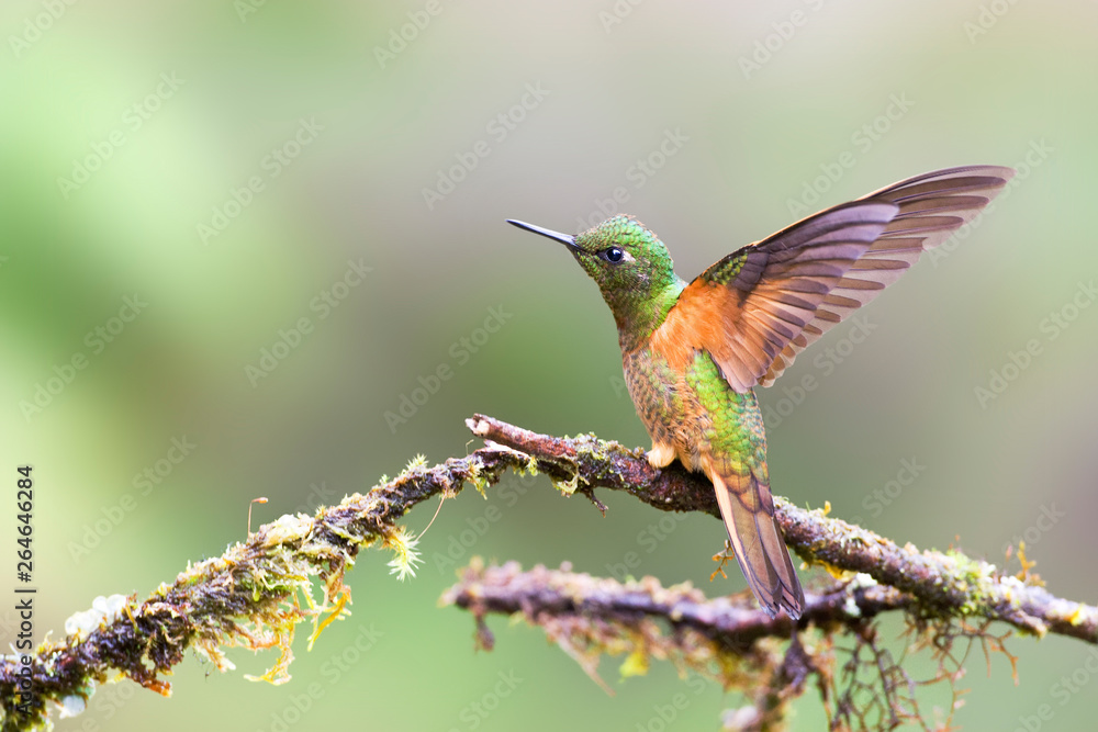 Fototapeta premium Chestnut-breasted Coronet (Boissonneaua matthewsii) perched on a twig in the Andean cloudforest of Ecuador. 
