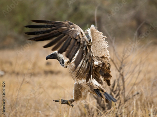Critically Endangered African White-backed Vulture (Gyps africanus) in Kruger National Park in South Africa. © AGAMI