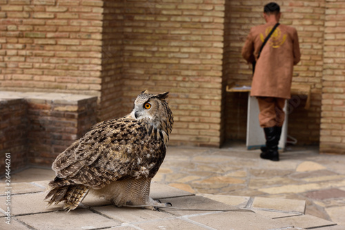 Tamed Great Horned Owl waiting for handler at Rabiga Sultan Begum mausoleum Turkestan Kazakhstan photo