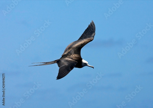 Immature Ascension Frigatebird (Fregata aquila) in flight over Ascension island in the center of the Atlantic ocean on the equator. Seen from above, showing upper wings.