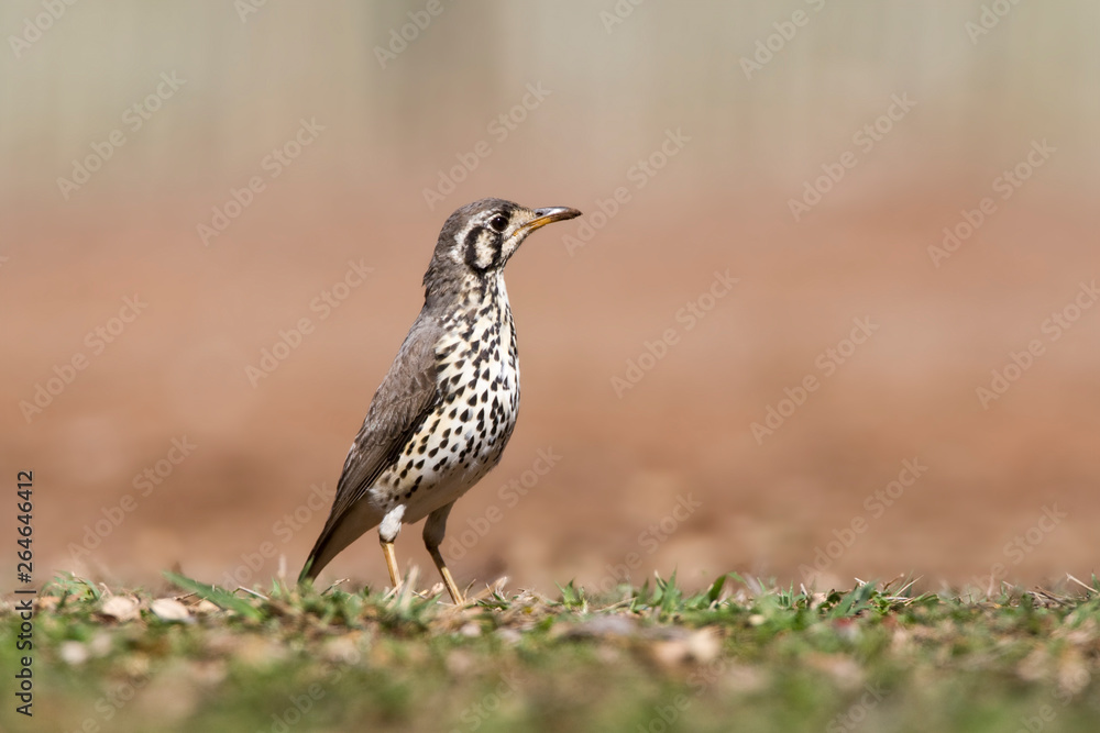 Groundscraper Thrush (Psophocichla litsitsirupa) standing on the ground in a safari camp in Kruger National Park in South Africa. Groundscraper Thrush (Psophocichla litsitsirupa) standing on the ground in a safari camp in Kruger National Park in South Africa.