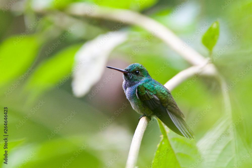 Fototapeta premium Blue-chested Hummingbird (Amazilia amabilis) perched on small twig in understory of Amazonia rain forest of Ecuador.