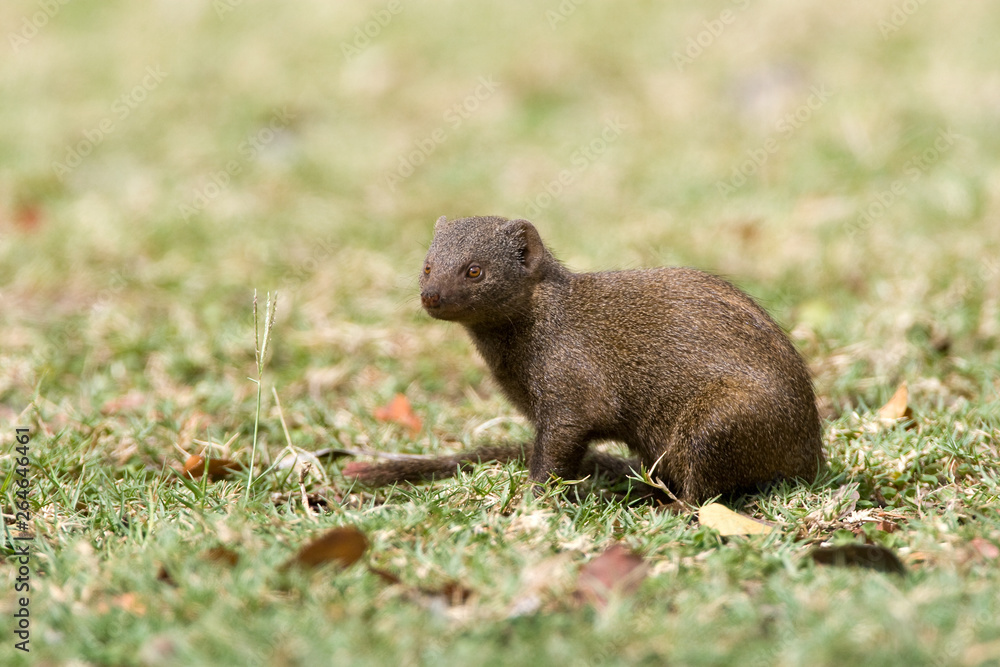 Dwarf Mongoose (Helogale parvula) on grassfield in safari camp in in Kruger National Park in South Africa. Dwarf Mongoose (Helogale parvula) on grassfield in safari camp in in Kruger National Park in South Africa.