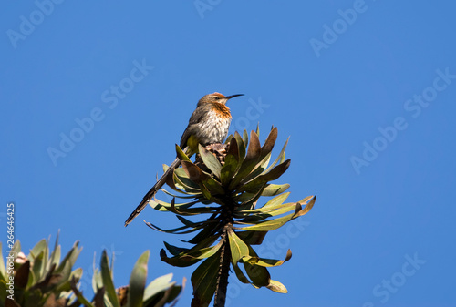 Gurney's Sugarbird (Promerops gurneyi) perched on a protea tree in Fynbos in South Africa.