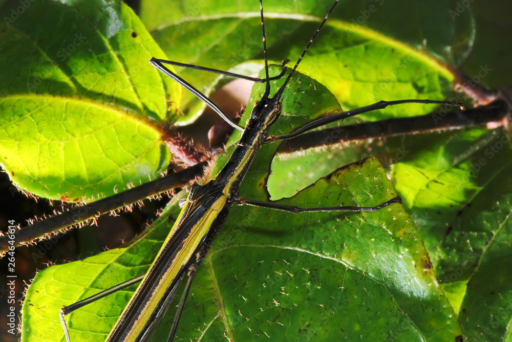 Ταπετσαρία Stick insect (Paraphasma marginale) on a leaf photographed in Guarapari, Espirito Santo - Southeast of Brazil