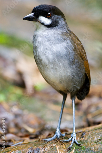 Adult Jocotoco Antpitta (Grallaria ridgelyi) on forest floor of east andean cloud forest in Ecuador. Recently discovered in 1997 from this area.  It inhabits only wet, mossy forest. photo