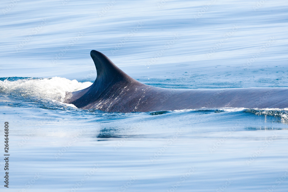 Fin whale (Balaenoptera physalus) in the Pacific ocean off California in the United States.
Fin whale (Balaenoptera physalus) in the Pacific ocean off California in the United States.