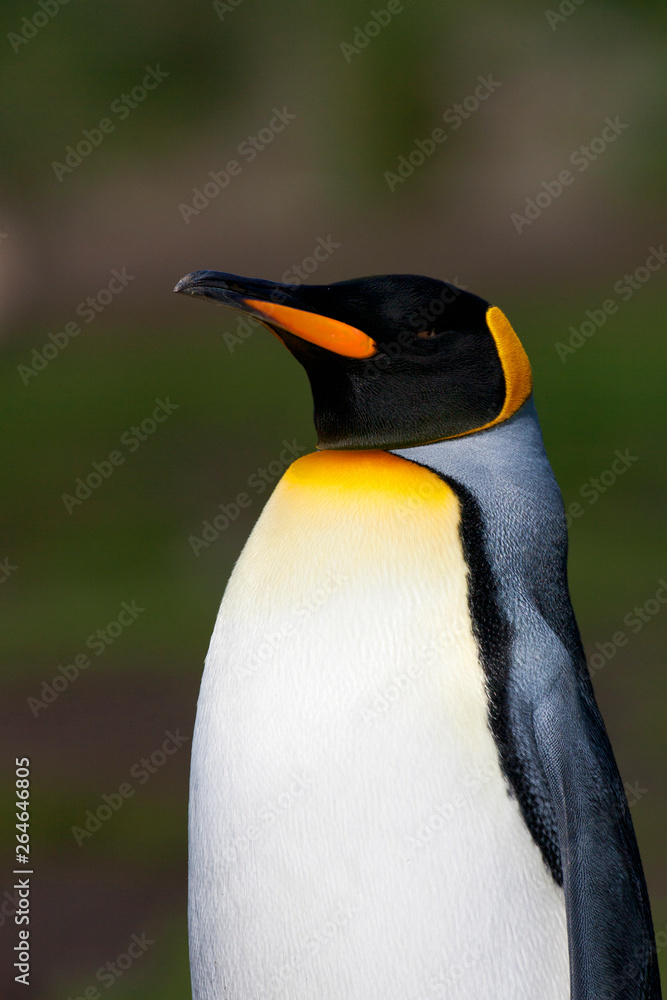 Naklejka premium King Penguin (Aptenodytes patagonicus) in South Georgia island in the south Atlantic ocean.