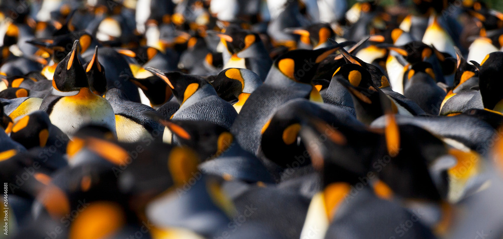 Φωτογραφία Colony of King Penguins (Aptenodytes patagonicus) in South Georgia island in the south Atlantic ocean