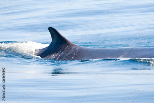 Fin whale  Balaenoptera physalus  in the Pacific ocean off California in the United States. 