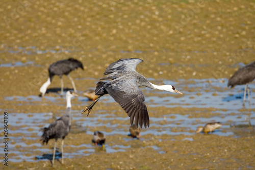 Hooded Crane (Grus monacha) wintering in Japan