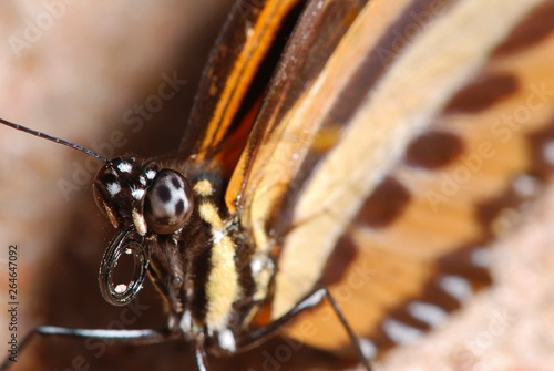 Isabella s Heliconian photographed in Guarapari, Espirito Santo - Southeast of Brazil. Atlantic Forest Biome. Picture made in 2007 photo